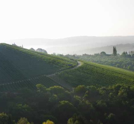 Probierpaket rote Cuvées
