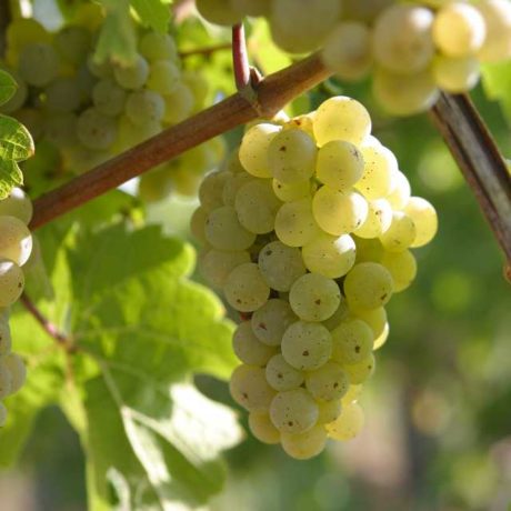 Probierpaket Riesling!