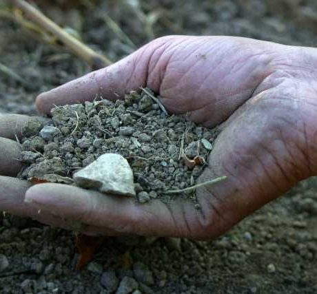 Probierpaket Lemberger