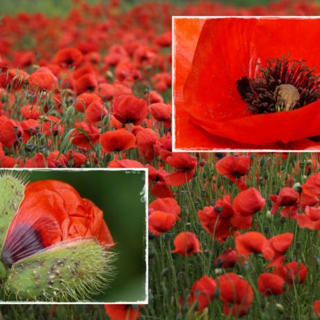 Grußkarte Mohn